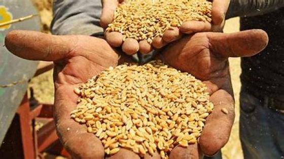 مصر تريد شراء القمح في مزاد يموله البنك الدولي